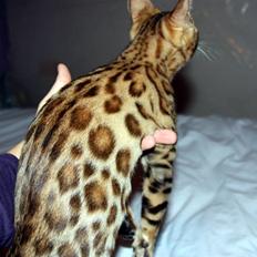 Bengal Fashion Victim