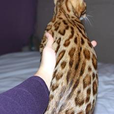 Bengal Fashion Victim