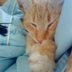 Huskat » Basse | R.I.P «