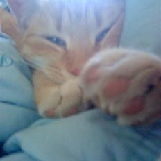 Huskat » Basse | R.I.P «