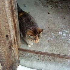 Huskat » Sorte | R.I.P «