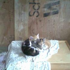 Huskat » Sorte | R.I.P «