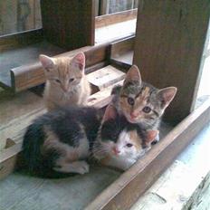 Huskat » Sorte | R.I.P «