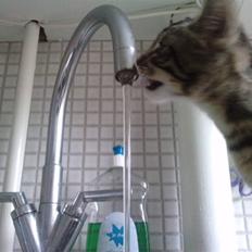 Blanding af racer lille mit