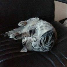 Blanding af racer lille mit