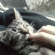 Blanding af racer lille mit