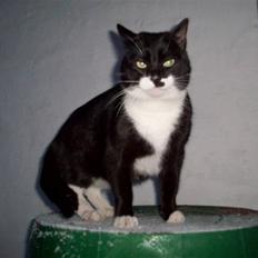 Blanding af racer Hutler