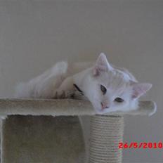 Blanding af racer Gismo