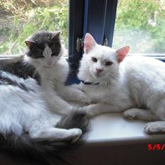 Blanding af racer Gismo