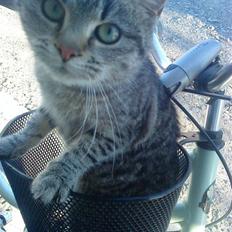 Huskat » Fie | R.I.P «