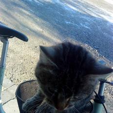 Huskat » Fie | R.I.P «