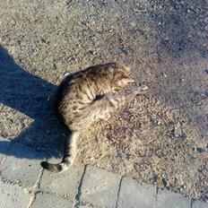 Huskat » Fie | R.I.P «