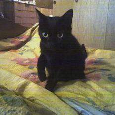 Blanding af racer My - sov godt min engel <3