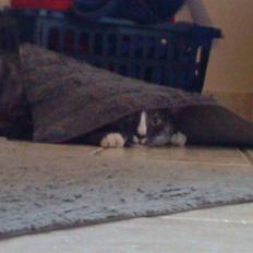 Blanding af racer Sille