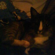 Blanding af racer Sille