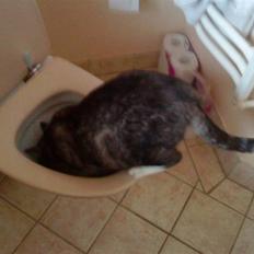 Blanding af racer Sille