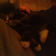 Norsk Skovkat Fnuggi ( R.I.P)