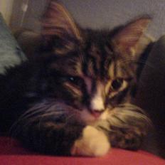 Norsk Skovkat Fnuggi ( R.I.P)