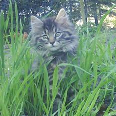 Norsk Skovkat Bamse ( Forsvundet)