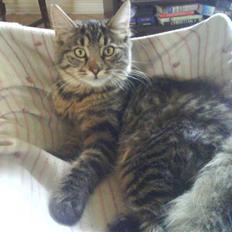 Norsk Skovkat Bamse ( Forsvundet)