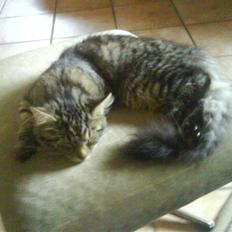 Norsk Skovkat Bamse ( Forsvundet)