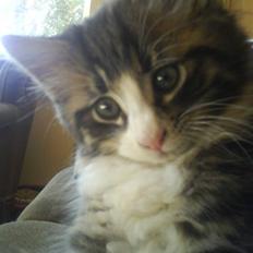 Norsk Skovkat Basse (Forsvundet)