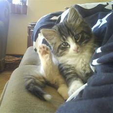 Norsk Skovkat Basse (Forsvundet)