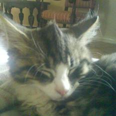 Norsk Skovkat Basse (Forsvundet)