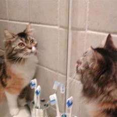 Blanding af racer molly