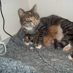 Blanding af racer molly