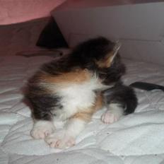 Blanding af racer molly