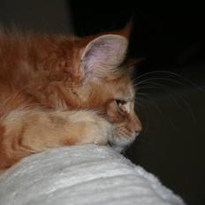 Maine Coon Lyngkattens Savage Island