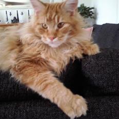 Maine Coon Lyngkattens Savage Island