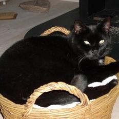 Huskat Mis - Død 1/8-12