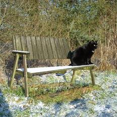 Huskat Mis - Død 1/8-12