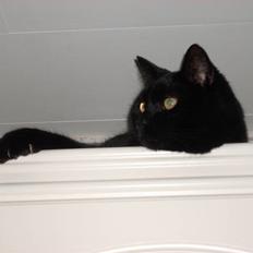 Huskat Mis - Død 1/8-12