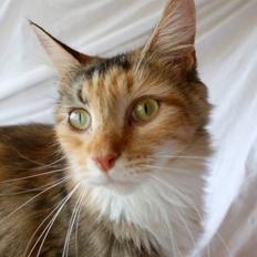 Maine Coon Elin Dixie