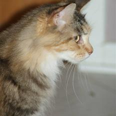 Maine Coon Elin Dixie