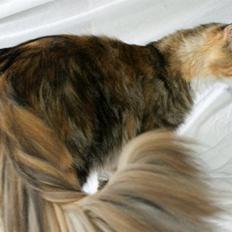Maine Coon Elin Dixie