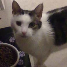 Huskat ole bent ( AFLIVET)