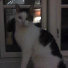 Huskat ole bent ( AFLIVET)