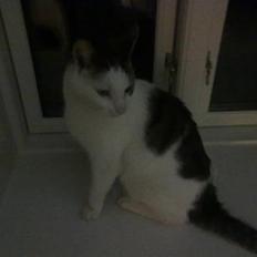 Huskat ole bent ( AFLIVET)