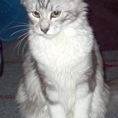 Blanding af racer Satin Snowshoes