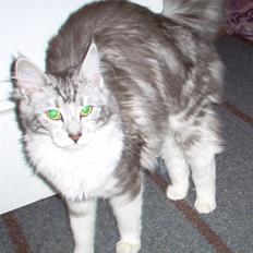 Blanding af racer Satin Snowshoes