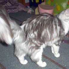 Blanding af racer Satin Snowshoes