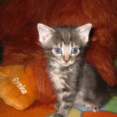 Blanding af racer Skipper