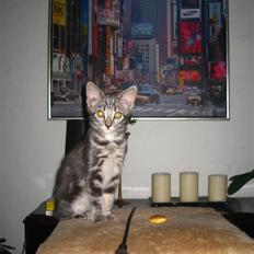 Blanding af racer Skipper