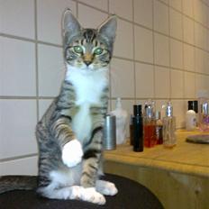 Blanding af racer Silvia