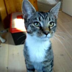 Blanding af racer Silvia