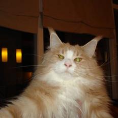 Maine Coon Mikkel Kessler